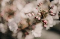 Blossom with bokeh