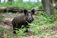 Wildschwein