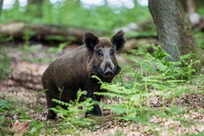Wild boar by Luuk Belgers