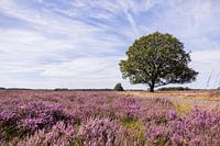 Lila Heidelandschaft in Drenthe