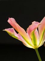 flower black background