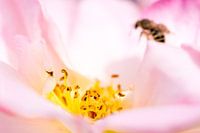 eine Rose und ihre Staubblätter mit Insekten im Hintergrund