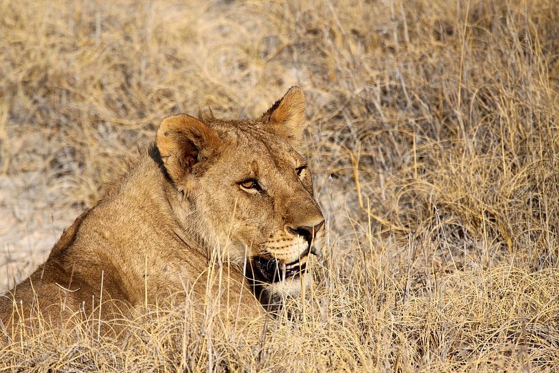 lion mâle à Etosha par Henk Langerak