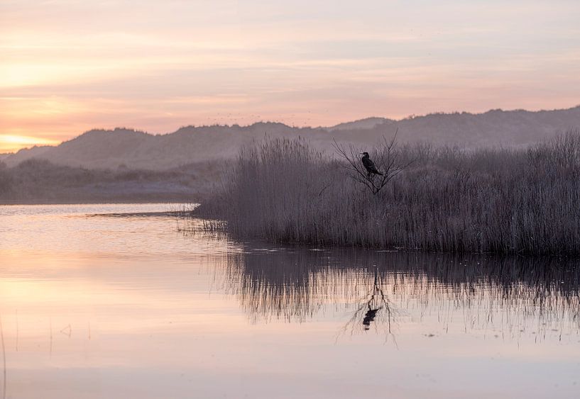 Composure von Wad of Wonders