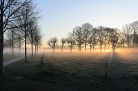 Le brouillard de l'aube met le feu aux troncs d'arbres