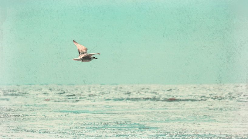 A seagull - carefree freedom over the sea by Sabine Schemken