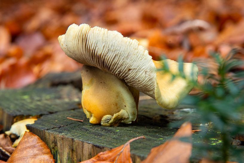 Gemeiner Schwefelkopf von Jan Fritz