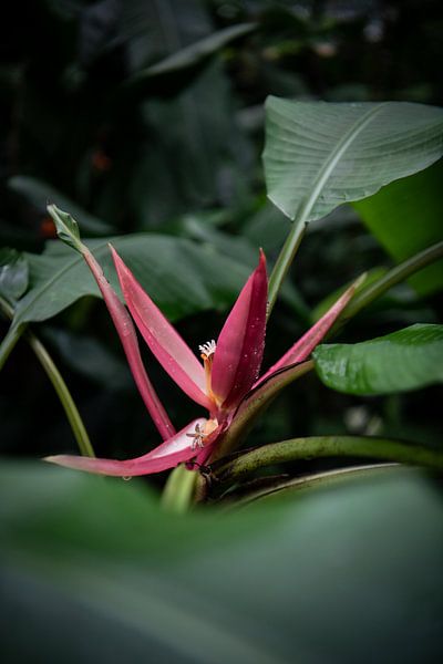 Blütenpracht und Blätterdach: Eine Reise durch die Flora von Lena Remmert