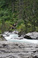rivière à travers les bois