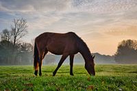 Cheval photogénique dans le pré