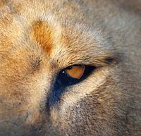 Leeuw #pantheraafrica