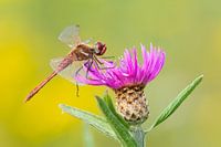Stein rot heidelibel auf lila Blume
