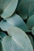 Hosta-Blätter Nahaufnahme Textur