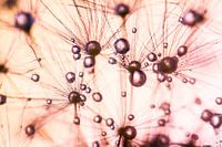 Meerdere druppels op Paardenbloem pluisjes