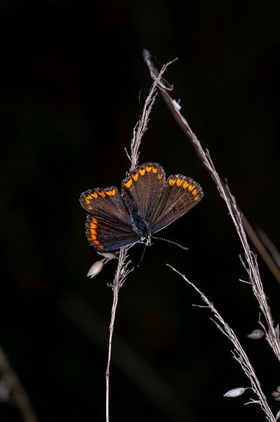Brown Blue - Aricia Agestis 4 by Kees Goethart