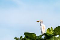 "auf der Lauer" Hahn