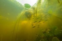 Underwater landscape
