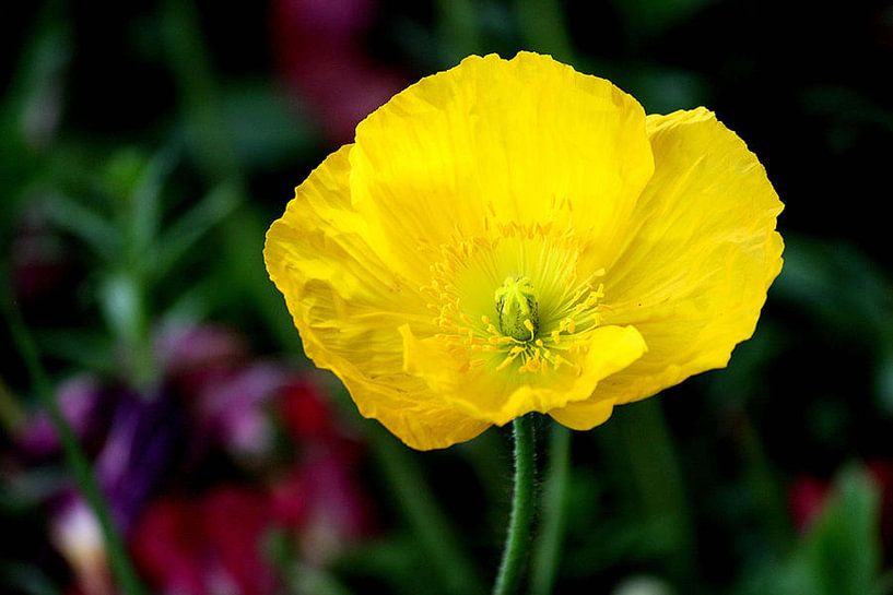 Brigh Gelb von erikaktus gurun