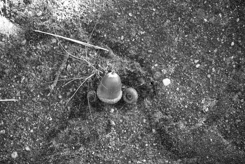 Die Natur entdecken in einem Waldgebiet im Emsland, Niedersachsen, Deutschland von Bianca Meyering Fotos - BMF