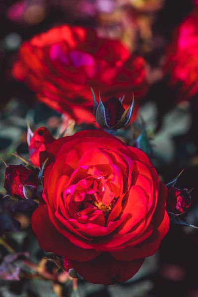 Les roses fleurissent par Steffen Gierok