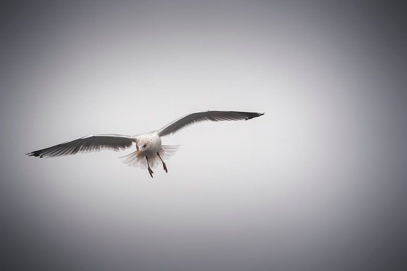 Möwe von Stephan Zaun