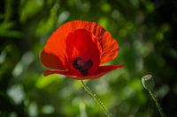 Mohn, einsam, wo die Sonne durchscheint