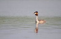 Grèbe dans la lumière du matin