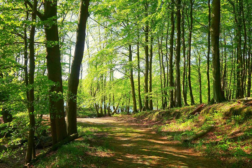 Frühlingswald von Ostsee Bilder