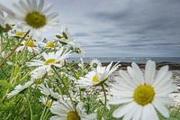 Camomille sauvage à la plage