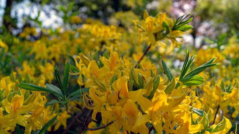 fleurs jaunes dans les jardins botaniques de Wageningen par ticus media