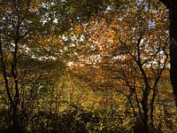 sunlight beyond the trees 