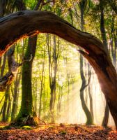 Sunrays through an arch of wood