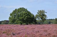 Tischheide in Blaricum in Blüte mit violettem Heidekraut