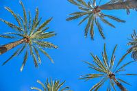 Palmbomen in Almeria