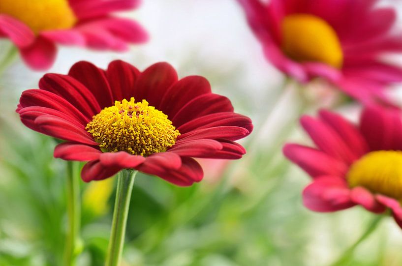 Marguerite rouge par Violetta Honkisz