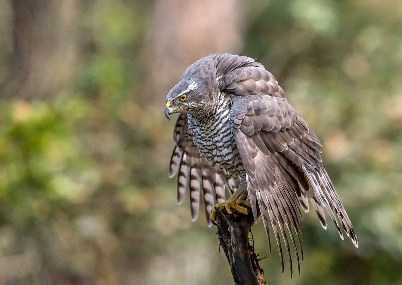Ich bin der Chef! von Robert Kok