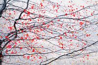 arbre à fleurs de feu 6