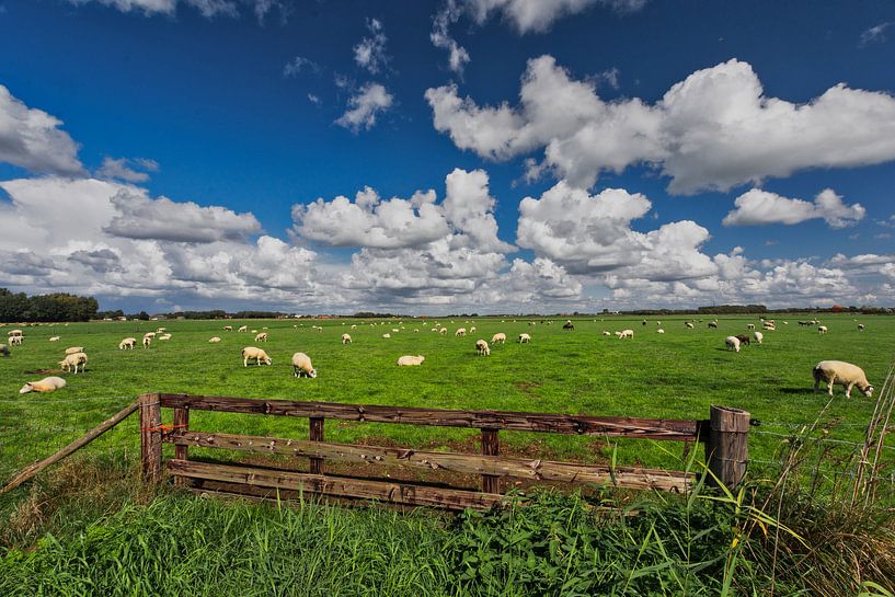 Sheep on Texel by Ronnie Westfoto