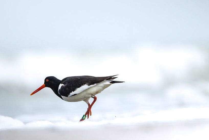 Huîtrier pie dans les vagues. par natascha verbij