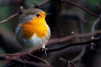 Rotkehlchen im aufgehenden Sonnenlicht