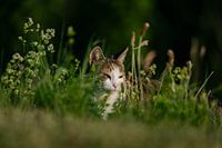 Katze genießt den Sonnenuntergang im Gras.