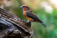 crossbill
