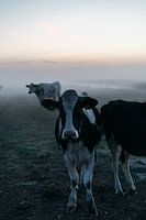 Lever de soleil à Aarlanderveen