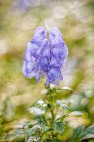 laatst bloei voor de herfst