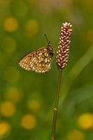Randring-Perlmutterfalter in den Morgen