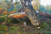 Even though the wood is still as old as it is now, insects dig as for gold.