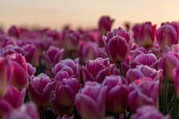 Groningen tulips