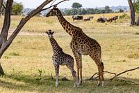 Girafe mère et veau au Serengeti