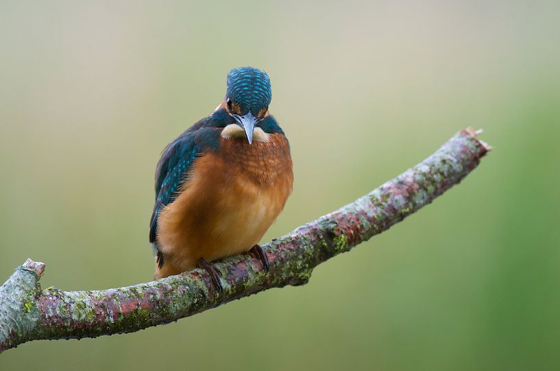 Jeune martin-pêcheur par Martin Bredewold