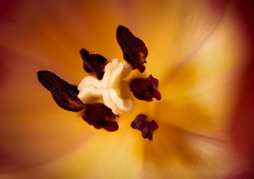 Tulipe par Dani'el Van den Berg